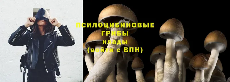 omg зеркало  Жирновск  Псилоцибиновые грибы Cubensis 